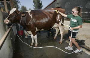 Kings Fair 2011